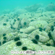 ウニにより磯焼けしたウニ平原