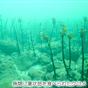 魚類に葉状部を食べられたクロメ