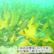 海底設置後18か月後に、新型藻礁に繁茂するクロメ